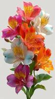 Vibrant bouquet of alstroemeria flowers in various colors arranged elegantly against a neutral background photo