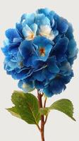 Bright blue hydrangea flower with detailed petals and green leaves against a light background photo