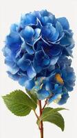 Beautiful blue hydrangea in full bloom showcasing intricate petal details and lush green leaves on a plain background photo