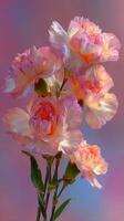Beautiful carnations in soft pastel colors against a gentle gradient background delight in a serene floral arrangement photo