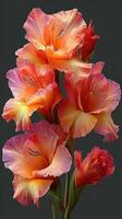 Brightly colored gladiolus flowers in full bloom on a dark background during the summer season photo