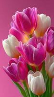Colorful tulips bloom against a vibrant pink background in a close-up display of floral beauty photo