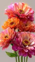 Vibrant zinnias in shades of pink and orange bloom gracefully in soft light against a neutral backdrop photo