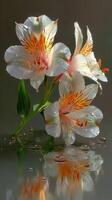 Beautiful white and orange flowers with water droplets reflecting in the background photo