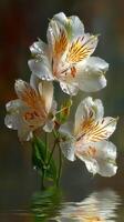 Beautiful white flowers with delicate petals against a softly blurred background in a serene setting photo