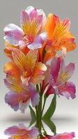 Colorful arrangement of flowers with water droplets showcased in a bright setting during daylight photo