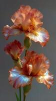 Beautiful bouquet of peach and white irises against a muted background creating an elegant floral arrangement photo
