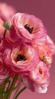 Vibrant pink ranunculus flowers bloom against a soft gradient background in a close-up arrangement photo