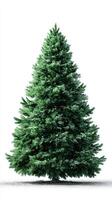 Lush green pine tree adorned with snow, standing prominently against a white backdrop during winter season photo