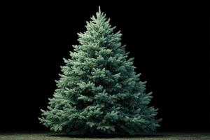 Lush green conifer standing prominently against a dark background showcasing its rich texture and natural beauty photo