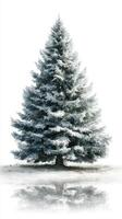 Snow-covered evergreen tree reflects in serene winter landscape with fog and soft light photo