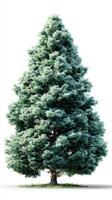 Tall green evergreen tree standing alone with dense foliage in a bright, clear setting photo