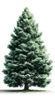 Lush evergreen tree with snow-covered branches in a bright white environment during winter season photo
