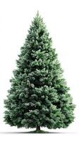 Lush evergreen tree with snow-like frost on branches during winter season in a serene setting photo