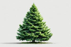 Lush evergreen tree standing prominently against a neutral backdrop in bright daylight photo