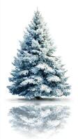 Snow-covered evergreen tree reflects on a white surface in a serene winter setting photo
