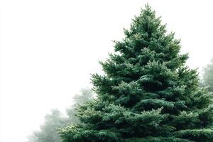 Evergreen tree stands tall in misty forest at dawn, showcasing nature's beauty and tranquility photo