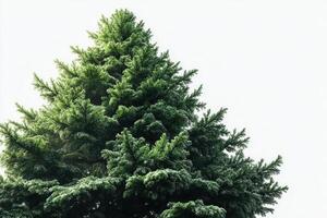 Snow-covered evergreen tree against a light gray sky in winter landscape photo