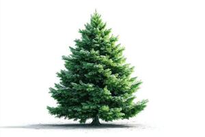Lush green evergreen tree stands alone against a bright white background in winter setting photo