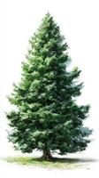 Majestic evergreen tree standing tall in a serene outdoor setting during daylight photo