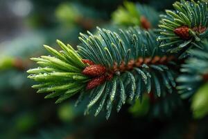 Close-up view of evergreen tree branch with pine cones and water droplets detailing nature's beauty photo