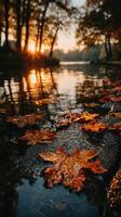 Autumn leaves float on water as sunset casts a warm glow in a peaceful forest setting photo