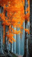 Vibrant autumn foliage illuminates a tranquil forest path in the heart of fall photo