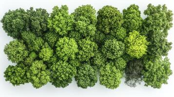 A group of trees in a white background photo