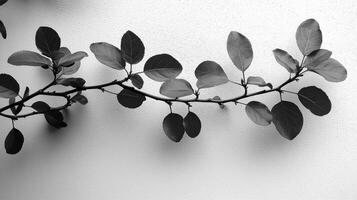 Black and white photograph of leaves on a branch photo