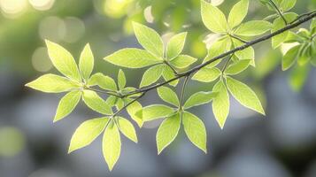 A green leaf on a branch with sunlight shining through photo