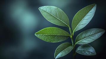 A close up of a leaf on a dark background photo