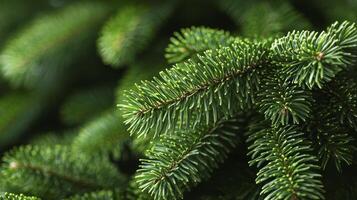 A close up of a green christmas tree photo