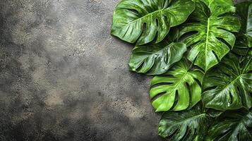 A close up of a plant with leaves on a concrete wall photo