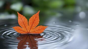 A single red leaf floating in water with drops of water photo