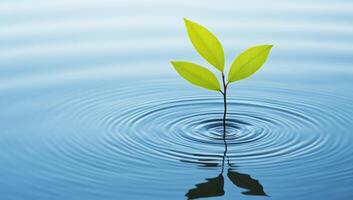 Green sprout in rippled water photo