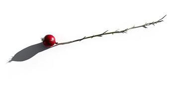 A rose on a stick with a shadow photo