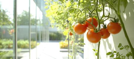 Ripe Tomatoes on Vines photo