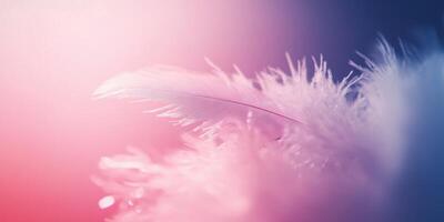 A close up of a feather on a pink and blue background photo