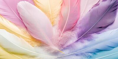 Delicate pastel feathers in a rainbow spectrum photo