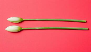 Two white tulip buds on a red background photo