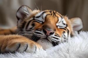 Adorable Sleeping Tiger Cub on Soft Blanket - Wildlife, Nature, and Serenity photo