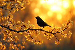 Serene Sunrise Silhouette of Bird on Blossoming Branch for Spring Decoration photo