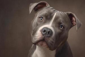A pit bull dog gazes curiously with big expressive eyes. Its fur is a mix of gray and white, and the lighting highlights its gentle features and playful demeanor. photo