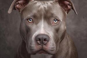 A pitbull sits calmly, showcasing its strong features and expressive eyes. The background is dark and neutral, emphasizing the dogs smooth fur and thoughtful expression in a close-up shot. photo