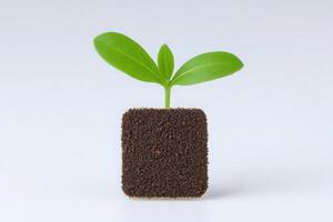 A young plant features two green leaves growing upright from a square dark foam cube. The clean white background highlights the vibrant color of the leaves symbolizing growth and renewal. photo