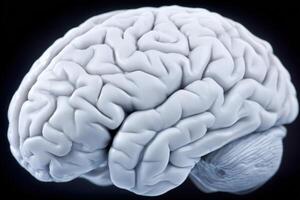 A three-dimensional rendering of a human brain showcases the intricate folds and creases. The model features a smooth, pale surface against a dark background, emphasizing its structure and complexity. photo