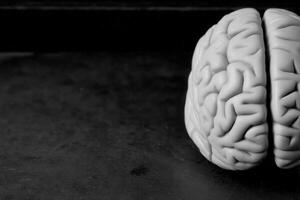 A realistic anatomical model of a human brain is displayed against a dark background, highlighting the complex folds and structures. The model emphasizes the brains detailed anatomy and design. photo