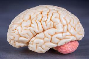 A realistic model of a human brain is displayed in a side view, highlighting its intricate folds and structures. It serves as a valuable educational tool in neuroscience and anatomy studies. photo
