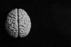 A detailed model of a human brain is displayed against a black background, capturing the complex folds and textures of the cerebral surface. The brain is positioned prominently for clear visibility. photo