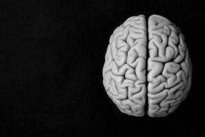 The artwork features a realistic model of a human brain split in half, highlighting the complex folds and grooves in detail. photo